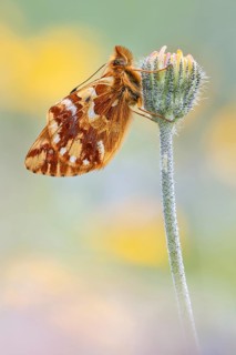 Hochalpen-Perlmuttfalter, auch Alpenmatten Perlmuttfalter (Boloria pales)