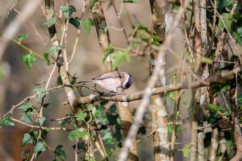 A Marsh Tit rests subtly among the intertwined branches of a deciduous forest, its feathers