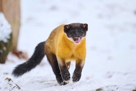Yellow-throated marten (Martes flavigula) running in the snow in winter, Germany