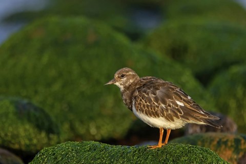 Turnstone, (Arenaria interpres), Animals, Birds, Snipe family, Heligoland, Schleswig-Holstein,