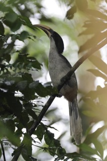 Sri Lanka Grey Hornbill (Ocyceros gingalensis) male perched on a branch, Sri Lanka