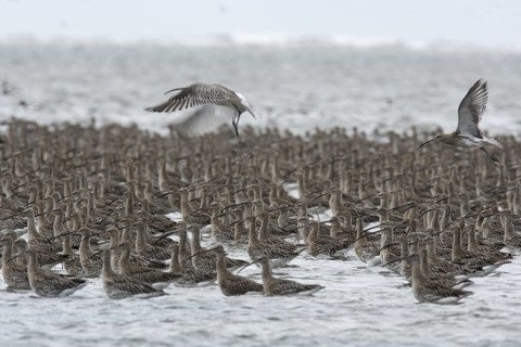 Eurasian Curlew (Numenius arquata), Lower Saxony, Germany