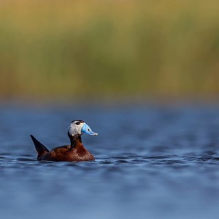 White-headed Ruddy Duck, (Oxyura leucocephala), male, drake, Hides de El Taray Floating Hid,