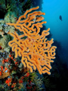 Sinus sea fan (Eunicella tricoronata)
