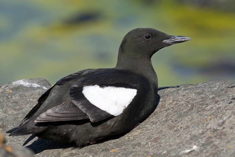 Black Guillemot (Cepphus grylle), Iceland