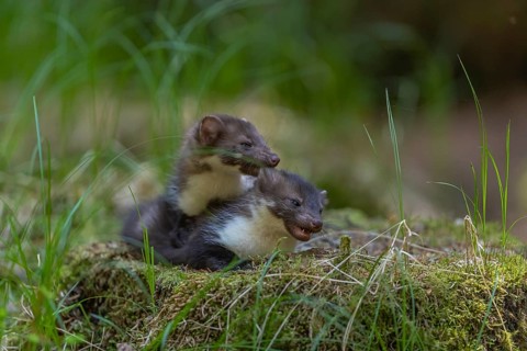 Two beech marten (Martes foina), playing on the forest floor between green vegetation