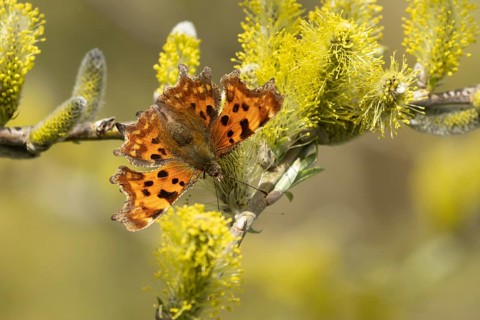 Comma butterfly (Polygonia c-album) adult insect feeding on Goat willow (Salix caprea) blossom