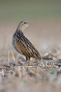 Corn Crake (Crex crex), Saxony-Anhalt, Germany