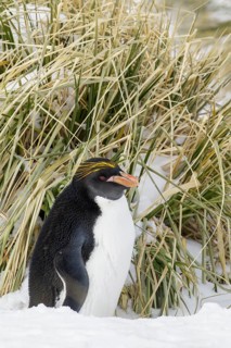 Macaroni Penguin (Eudyptes chrysolophus) perched on tussock grass and snow on South Georgia Island