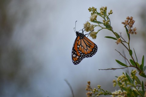 Monarch butterfly (danaus erippus, the sister species of Danaus plexippus) on wildflower