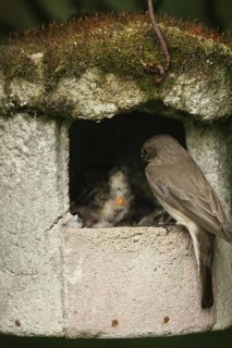 Spotted Flycatcher (Muscicapa striata) chick, Lower Saxony, Germany