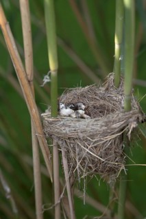 Eurasian Reed Warbler (Acrocephalus scirpaceus) nest with feces of a young Common Cuckoo, Saxony,