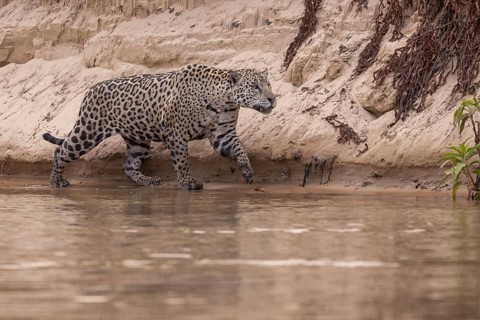 Jaguar (Panthera onca), running on the bank, Pantanal, Brazil