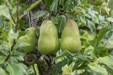 Pear (Pyrus communis 'Jeanne d'Arc'), Cambridge Botanical Garden, Germany