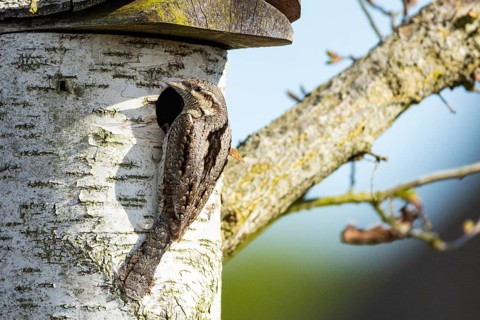 Eurasian wryneck (Jynx torquilla) Germany