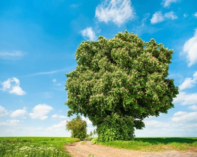 Field landscape with large solitary flowering horse chestnut tree on a country lane through green
