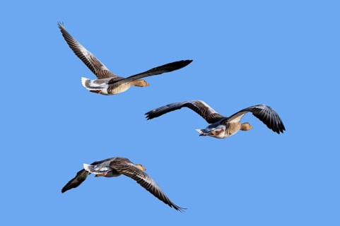 Three greylag geese, graylag goose (Anser anser) flying against blue sky during migration in late
