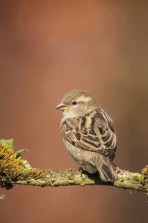 House Sparrow (Passer domesticus) female, Allgäu, Bavaria, Germany, Allgäu, Bavaria, Germany