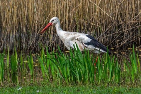 White stork (Ciconia ciconia) with branch in beak bringing nesting material to nest in marshland,