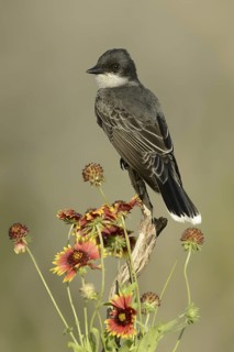 Eastern Kingbird (Tyrannus tyrannus), Texas, USA