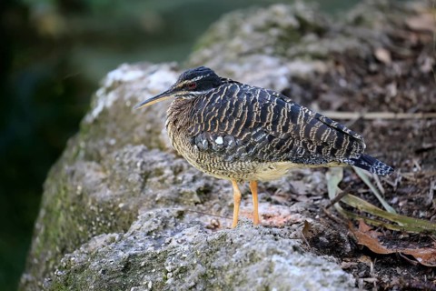 Sun rail (Eurypyga helias), adult, vigilant, on stone, Latin America