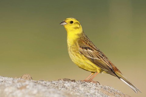 Yellowhammer (Emberiza citrinella) male, Baden-Wuerttemberg, Germany