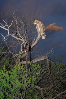 Great Horned Owl Bubo virginianus Tucson, Arizona, United States 18 October Adult watching Common