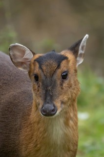Muntjac deer (Muntiacus reevesi) adult animal head portrait, England, United Kingdom
