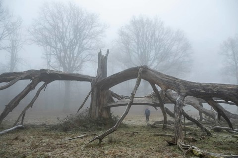 Woman standing under an old, lightning-split, solitary oak tree on a cold and foggy day, Hohenlohe,