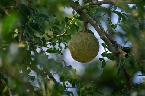 A wood apple (Limonia acidissima) hangs from a tree surrounded by green leaves, Gazipur, Bangladesh