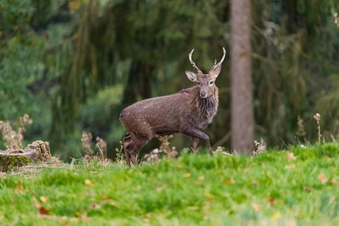 One male Manchurian sika deer or Dybowski's sika deer (Cervus nippon mantchuricus or Cervus nippon