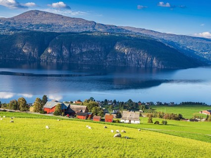 Sheep greasing above the fjord, village Utvik at the Nordfjord, Norway