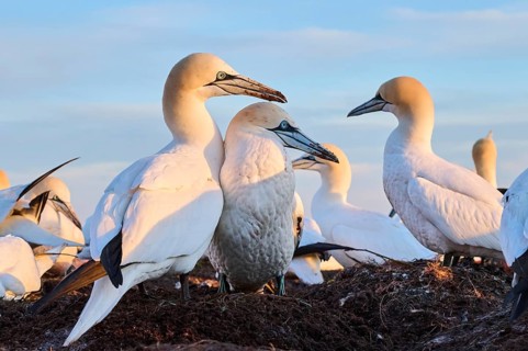 Northern gannet (Morus bassanus) couple on the ground at sunset with the sea in the background,
