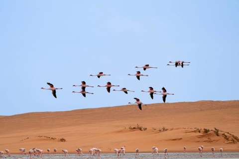 Lesser Flamingos (Phoeniconaias minor) in flight in front of the Namib Desert with lagoon, Walfish