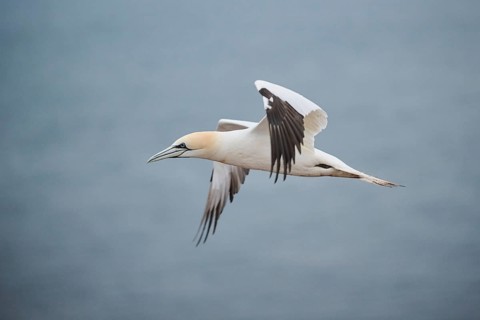 Northern gannet (Morus bassanus) flying over the sea, wildlife, Heligoland, Germany