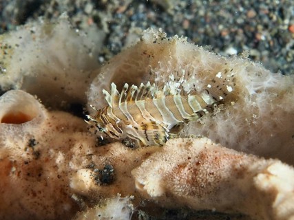 Tiny zebra lionfish (Dendrochirus zebra) juvenile over sandy bottom in the sea, dive site Puri