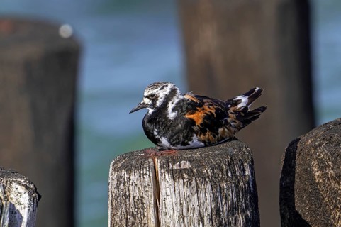 Ruddy turnstone (Arenaria interpres), adult in breeding plumage resting on wooden breakwater used