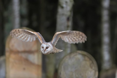One barn owl (Tyto alba) flying on a historic graveyard in a forest between the gravestones. Green