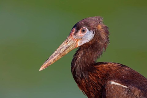 Abdim's stork, rain stork, Abdim, (Ciconia abdimii), African stork species, family of storks,
