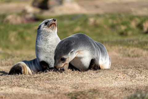 Antarctic Fur Seal (Arctocephalus gazella), two cubs resting on grass, South Georgia, South