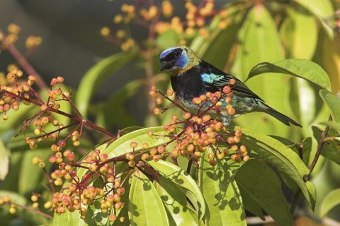 Golden-hooded Tanager (Tangara larvata), Costa Rica