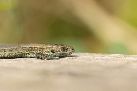 Common lizard (Zootoca vivipara) adult reptile sleeping on a wooden sleeper, England, United