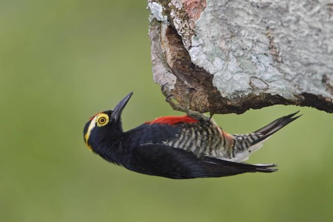 Yellow-tufted Woodpecker (Melanerpes cruentatus) perched on a branch in Ecuador, South America
