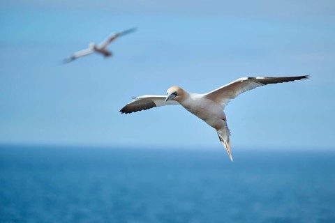 Northern gannet (Morus bassanus) flying over the sea, wildlife, Helgoland, Germany