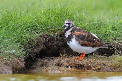 Ruddy Turnstone (Arenaria interpres) male, Texel, Netherlands
