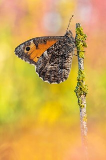 Ockerbindiger Samtfalter (Hipparchia semele) von der Unterseite