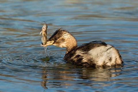Little Grebe (Tachybaptus ruficollis) with fish prey in beak, Bavaria, Germany