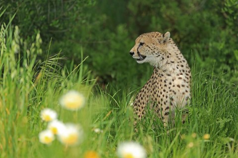 Cheetah (Acinonyx jubatus), meadow, captive