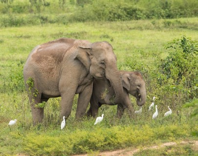 Indian elephants (Elephas maximus indicus), Khiri Khan, Hua Hin, Kui Buri National Park, Thailand