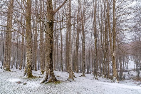 Beautiful forest of trees in Mount Aizkorri in Gipuzkoa. Snowy landscape by winter snows. Basque